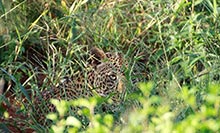 Kenya